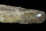 Polished Dinosaur Bone (Gembone) Section - Colorado #96422-1
